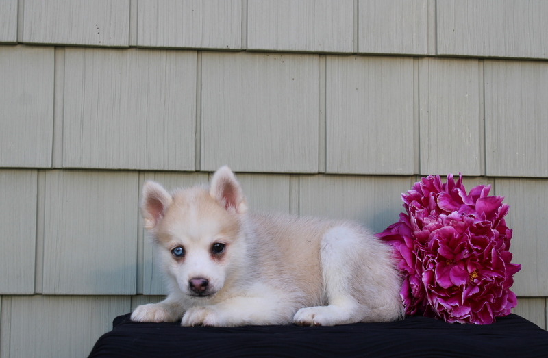 puppy, for, sale, Pomsky, Matthew B. Stoltzfus, dog, breeder, Gap, PA, dog-breeder, puppy-for-sale, forsale, nearby, find, puppyfind, locator, puppylocator, aca